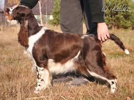 English Springer Spaniel English Springer Spaniel