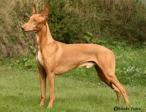 Pharaoh Hound