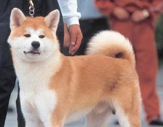 Akita inu - Pes portál.sk