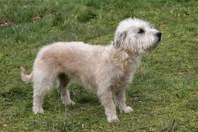 Glen of Imaal Terrier - Dog-site