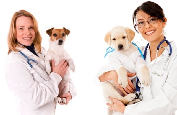 Ako si vybrať veterinára