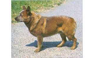 Austrálsky dobytkársky pes