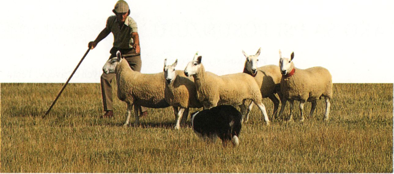 Súťaž pastierskych psov
